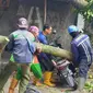 Petugas pemotong pohon Dinas Lingkungan Hidup Kota Malang mengevakuasi pohon trembesi yang tumbang dan menimpa potor yang parkir di bawahnya pada Rabu, 17 Februari 2021 (Liputan6.com/Zainul Arifin)