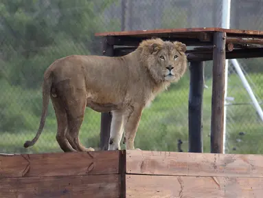 Simba, singa berusia 4 tahun ini berhasil diselamatkan oleh kelompok hak asasi manusia Four Paws dari Suriah dan dilepaskan ke kandang di Lionsrock Lodge and Big Cat Sanctuary di Bethlehem, Afrika Selatan, Senin (26/2). (AP Photo/Themba Hadebe)