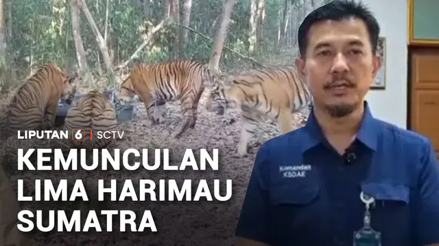 Lima Harimau Sumatra Terekam Minum di Penampungan Air Way Kambas