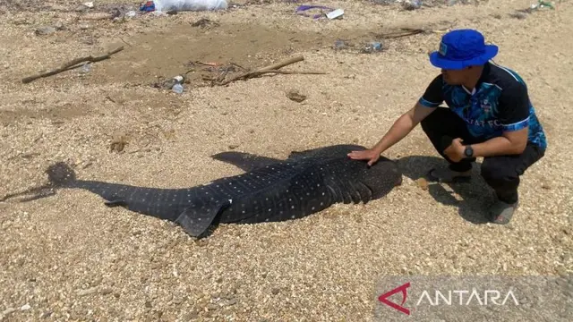 Anak hiu paus terdampar di pesisir Pantai Bungkutoko. (Foto Antara).