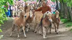 Seorang joki kuda mengatur kuda-kudanya saat menuju peternakan pejantan Haflinger di Meura, Jerman (29/4). Lebih dari 300 kuda jenis Haflinger tinggal di peternakan terbesar di Eropa tersebut. (AP Photo / Jens Meyer)