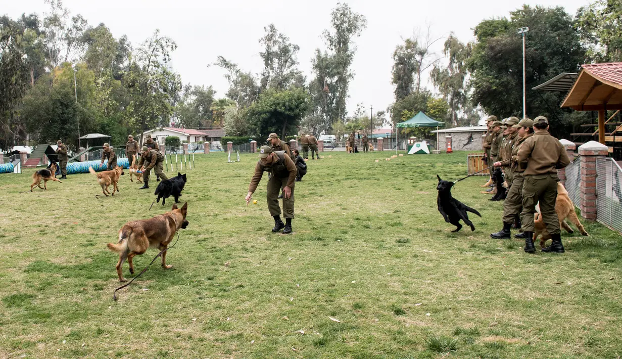 Para petugas melatih anjing polisi pada sesi latihan di sekolah pelatihan anjing polisi Chile di Santiago, 9 Oktober 2018. Dua ratus anjing dari ras yang berbeda mengikuti pelatihan di paru-paru kota Santiago. (Martin BERNETTI/AFP)