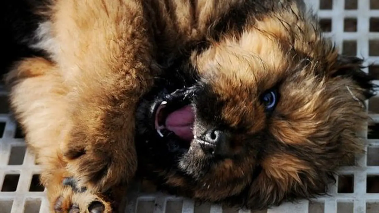 Anjing Tibet termahal di dunia dihargai Rp 21 Miliar