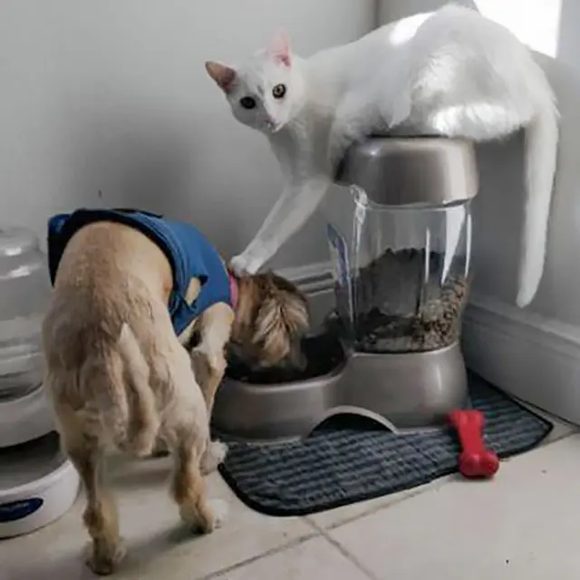 kucing vs anjing
