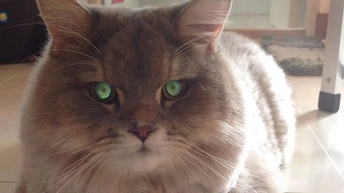 Bulet Bikin Gemes: Banyak Orang yang Minta Foto Sama Kucing Ini - Photo ...