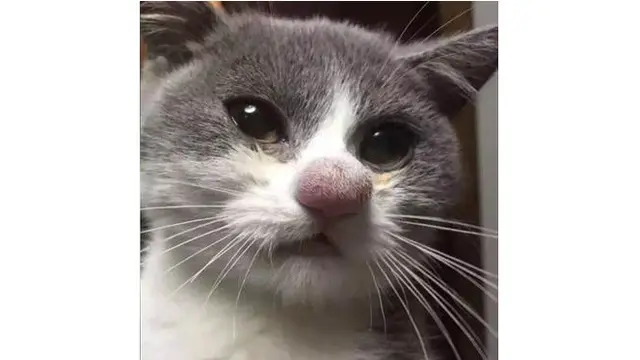 Potret 5 Kucing yang Jadi Korban Sengatan Lebah Ini Bikin Syok