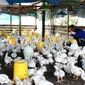 Narapidana beternak ayam di Lapas Bangkinang sebagai bekal menjelang bebas. (Liputan6.com/M Syukur)