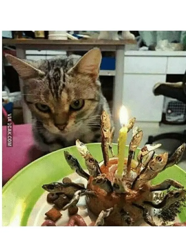 6 Potret Perayaan Ulang Tahun Kucing Ini Bikin Tepuk Jidat
