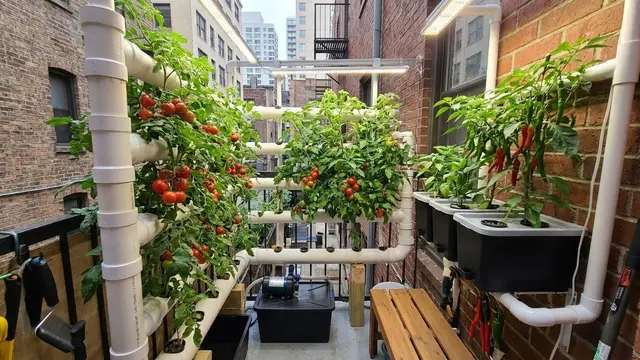 Ilustrasi Berkebun Tomat dan Cabai Sistem Hidroponik/Gemini AI