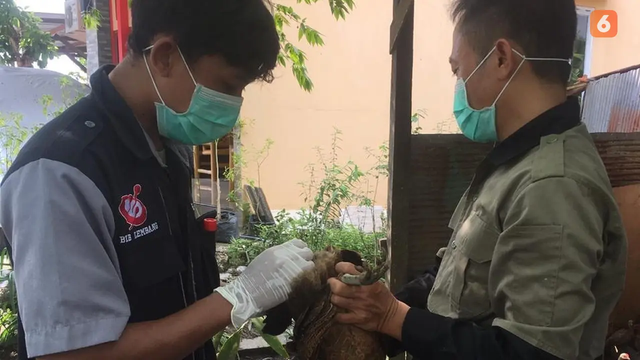 Flu Burung Bontang