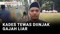 Niat Menghalau Berujung Maut, Kades Tewas Terinjak Gajah Liar