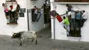 Sejumlah peserta berusaha menaiki jendela menghindari banteng saat festival Toro de Cuerda di Grazalema, Spanyol, (20/7/2015). Tiga banteng dilepas di jalanan kota dalam festival tahunan tersebut. (REUTERS/Jon Nazca)