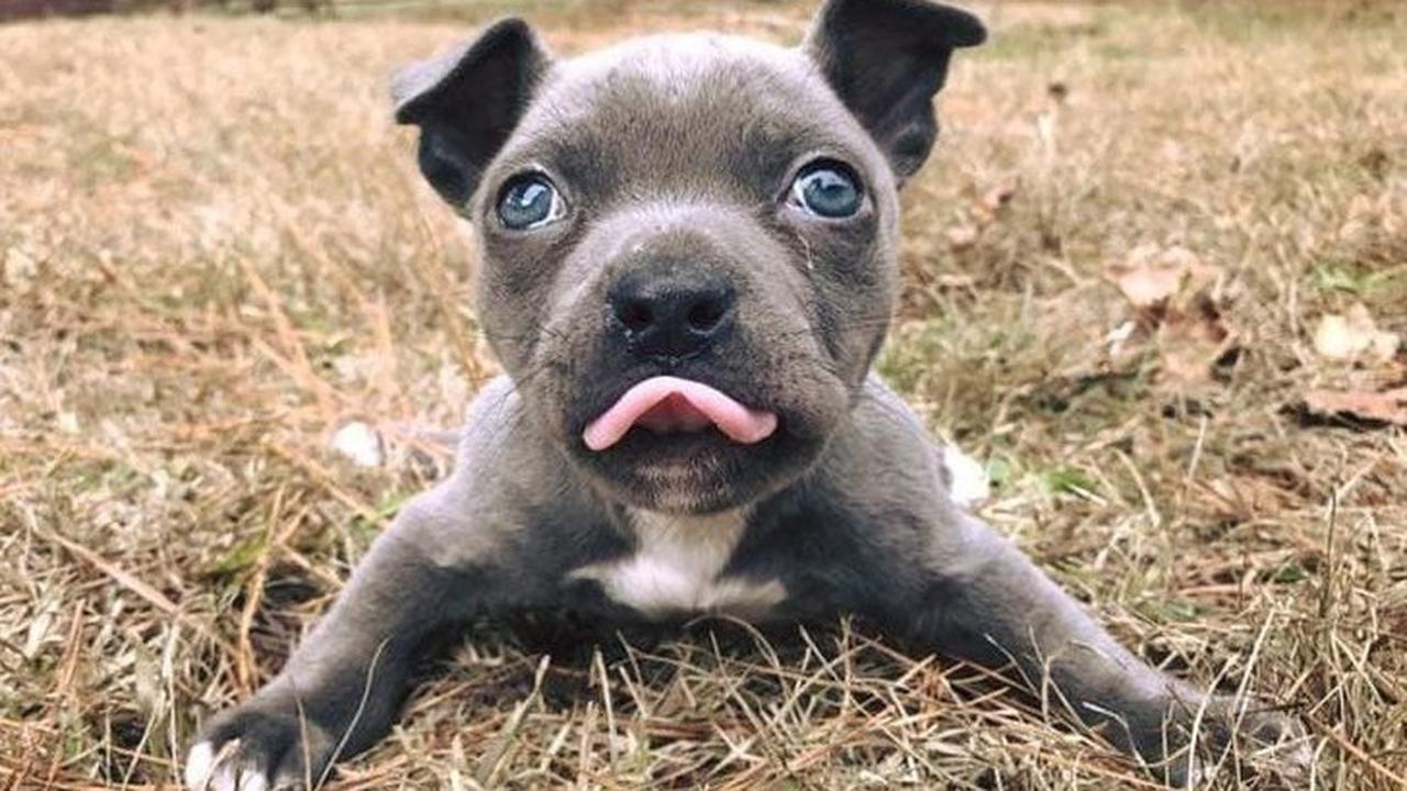 Hugo, anak anjing yang memiliki swimmer puppy syndrome