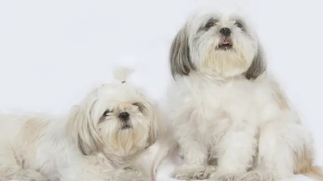 Anjing Shih Tzu.