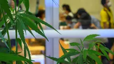 Tanaman ganja terlihat selama pembukaan klinik pengobatan tradisonal berbasis ganja di Bangkok, 6 Januari 2020. Peresmian klinik itu merupakan bagian dari program pemerintah Thailand untuk mengembangkan industri kesehatan berbasis ganja itu. (Mladen ANTONOV / AFP)