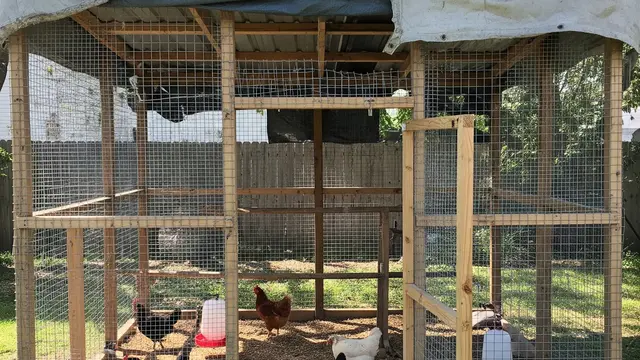 Model Kandang Ayam Ramah Lingkungan dari Bahan Daur Ulang (AI)