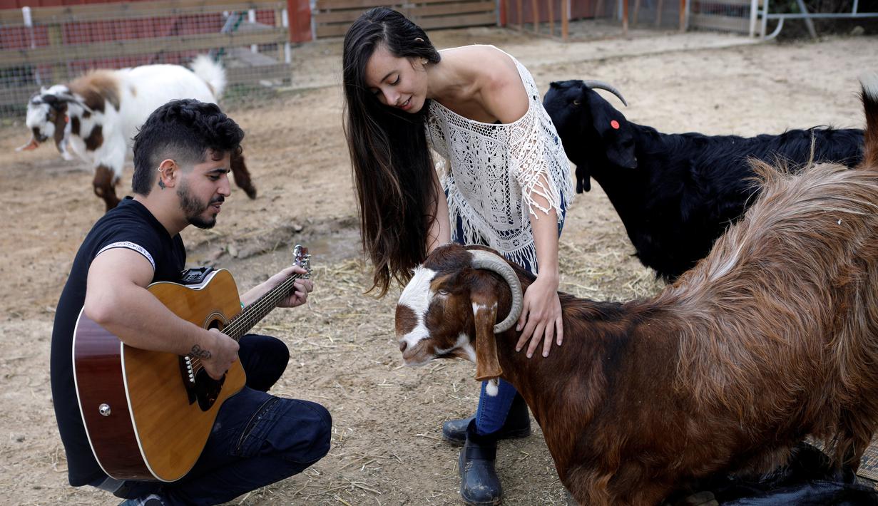 Relawan bermain gitar dekat kambing buta di Freedom Farm, Moshav Olesh, Israel, 7 Maret 2019. Freedom Farm melindungi hewan-hewan cacat di Israel. (REUTERS/Nir Elias)