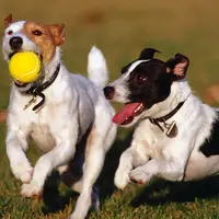 Kisah Anjing yang Setia Menunggu Mayat Pasangannya (Foto: squarespace.com)