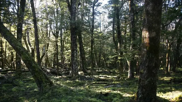Snowdon Forest