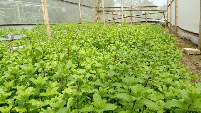 Daun mint menjadi salah satu komoditas yang sedang coba dikembangkan di Rejo Farm.