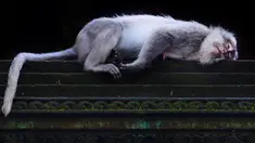 Monyet ekor panjang tidur di Sacred Monkey Forest atau yang lebih dikenal dengan Monkey Forest di Ubud, Bali pada 16 November 2018. Keunikan hutan ini adalah terdapatnya ratusan Kera Bali ekor panjang yang bebas berkeliaran di alam. (GABRIEL BOUYS/AFP)