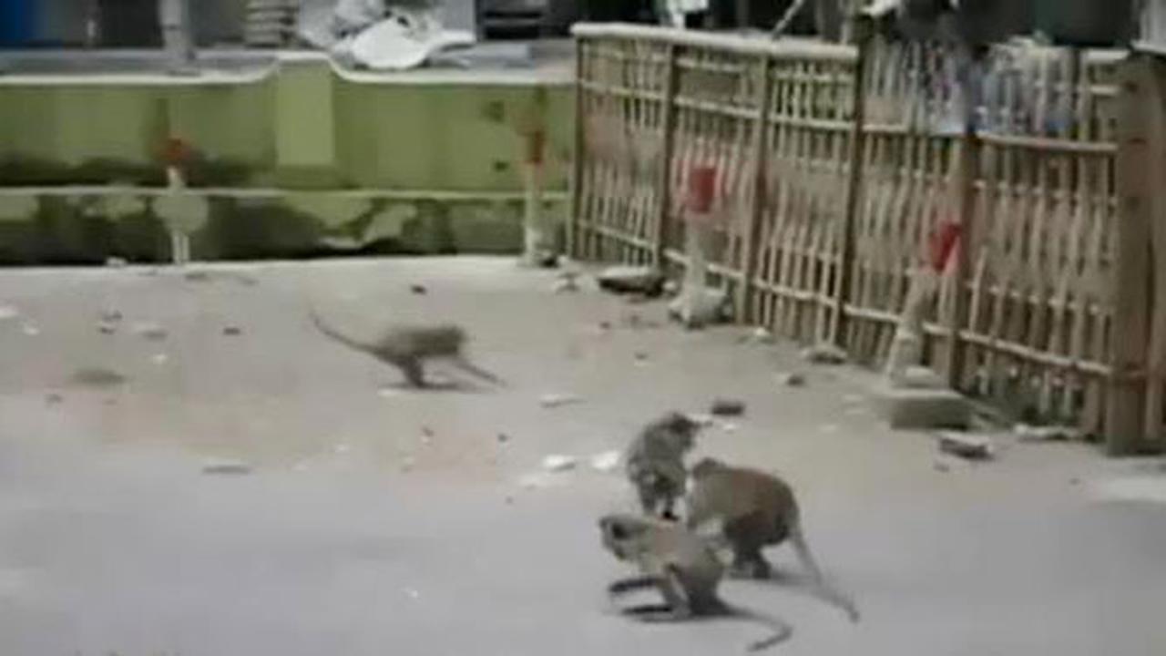 Kekeringan, Ratusan Monyet Serbu Pemukiman Warga di Banyumas