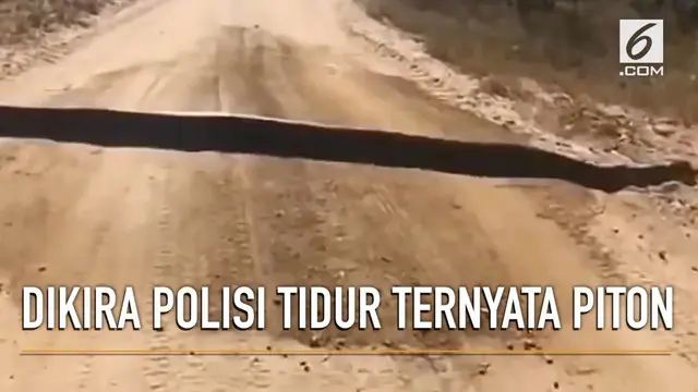 VIDEO: Mengerikan, Ular Piton Besar Dikira Polisi Tidur