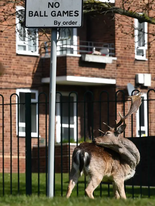 Kawanan rusa jenis fallow (Dama dama) mencari rumput di depan halaman perumahan di Harold Hill, London, 4 April 2020. Rusa yang diyakini berasal dari Taman Dagnam itu kini berada di dekat area perumahan yang sepi saat Inggris memberlakukan lockdwon selama pandemic corona Covid-19. (Ben STANSALL/AFP)