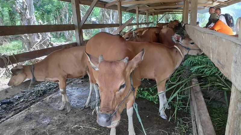 Sapi bantuan dari Badan Restorasi Gambut untuk masyarakat penjaga kebasahan gambut di Kabupaten Bengkalis.