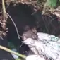 Tangkapan layar video beruang hitam sedang mengais tempat sampah untuk mencari makan di Lampung Barat. Foto : (Istimewa).