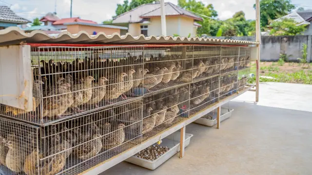 Ide Ternak Minim Bau yang Cocok untuk Lingkungan Perumahan (Foto: Reve.com)