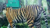 Harimau Sumatra yang pernah terekam kamera pengintai masuk kebun masyrakat. (Liputan6.com/Dok BBKSDA Riau/M Syukur)