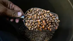 Pemilik memeriksa biji kopi arabika di sebuah tempat pemanggangan kopi di Banda Aceh pada Rabu 9 Juli 2025. (CHAIDEER MAHYUDDIN/AFP)