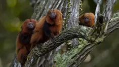 Sekelompok golden lion tamarin terlihat di pohon selama tur observasi di properti mitra pribadi taman ekologi golden lion tamarin, di kawasan Hutan Atlantik Silva Jardim, negara bagian Rio de Janeiro, Brasil, Kamis (16/6/2022). Taman ini merupakan bagian dari upaya asosiasi tamarin singa emas untuk konservasi spesies yang terancam punah. (AP Photo/Bruna Prado)