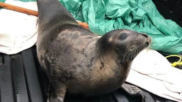 Anjing laut yang terdampar di sebuah kota di Kanada. (Royal Canadian Mounted Police (RCMP)).