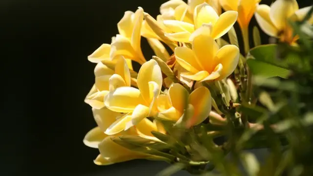 Bunga Fressia (Photo by wirestock on Freepik)