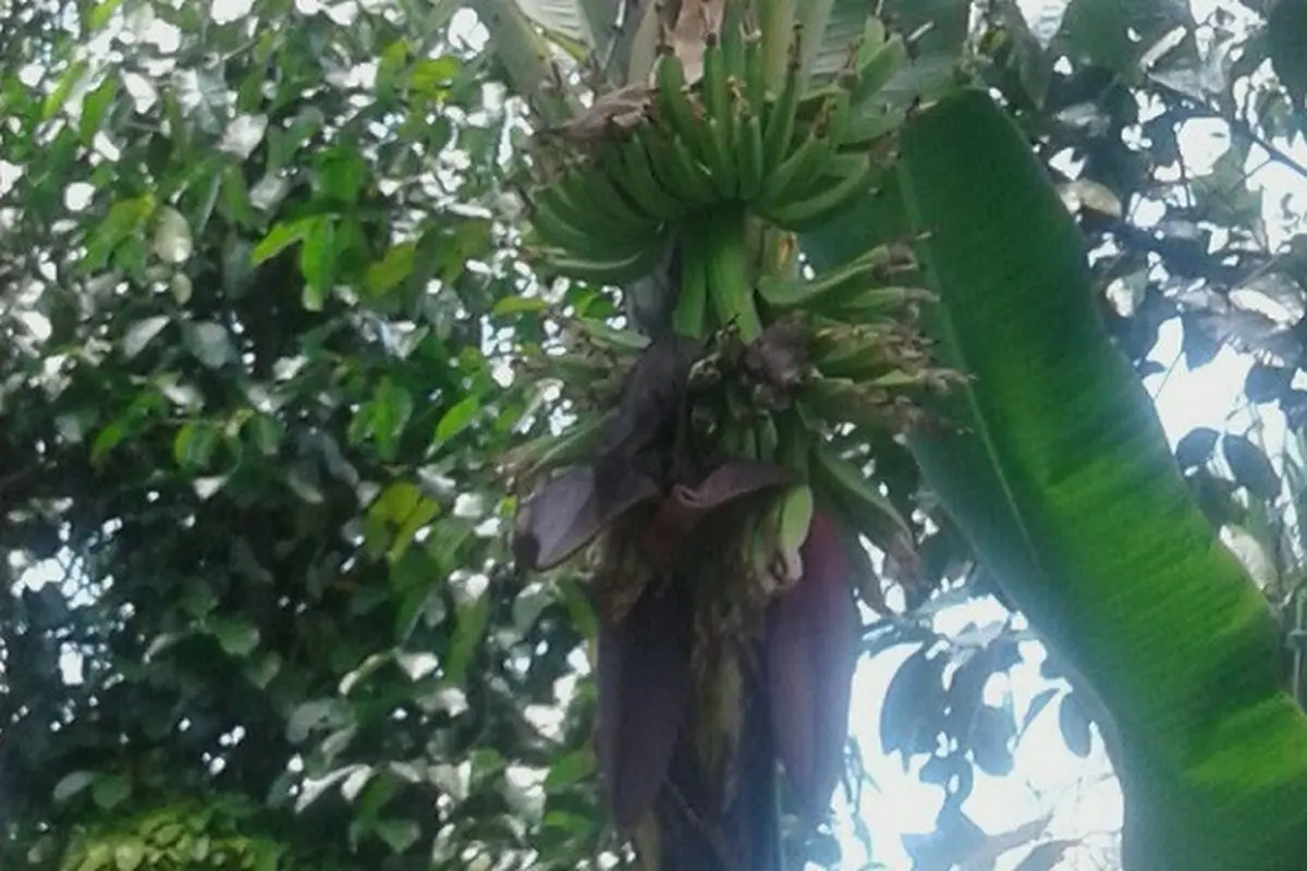 Tandan pisang pilkada