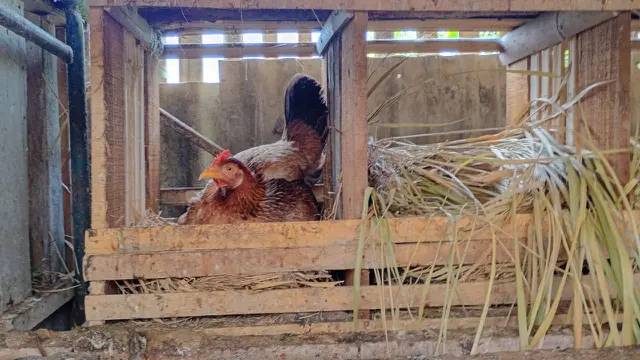 Ayam yang dibudidayakan di Kandang Gadri.