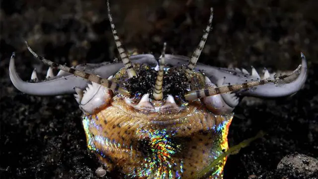 4 Spesies Aneh yang Tersembunyi di Dasar Segitiga Bermuda