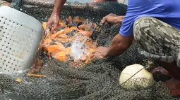 Petani ikan tawar kerambah jaring apung beraktivitas di Desa Panyinangan Kecamatan Sukatani, Waduk Jatiluhur, Purwakarta, Jawa Barat, (9/2). Petani merasa tidak berani untuk menabur benih ikan air tawar karena curah hujan tinggi. (Merdeka.com/Imam Buhori)