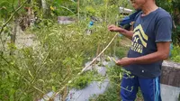 Kondisi tanaman cabai rawit warga Gorontalo mengering akibat perubahan iklim (Arfandi Ibrahim/Liputan6.com)
