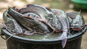 8 Cara Menghilangkan Bau Tanah pada Ikan Lele, Ternyata Bisa Pakai Bahan Dapur
