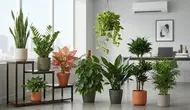 Tanaman Indoor yang Tahan AC. Foto: AI Generated