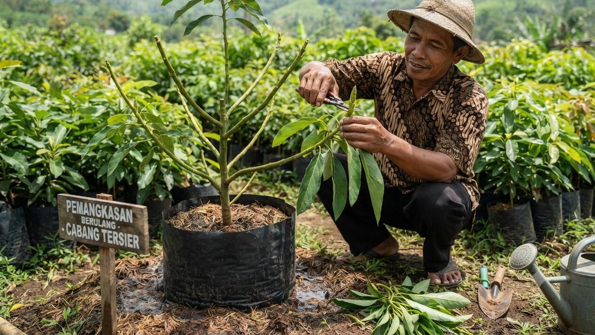 7 Tanda Pohon Alpukat Siap Dipangkas Agar Cepat Berbuah, Teknik Tepat Buah Lebat