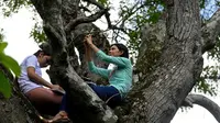 Matilde (kanan) dan Marlene Pimentel (kiri) menghadiri kelas virtual dari puncak pohon di atas bukit di El Tigre, El Salvador. (Photo credit: AFP / MARVIN RECINOS)
