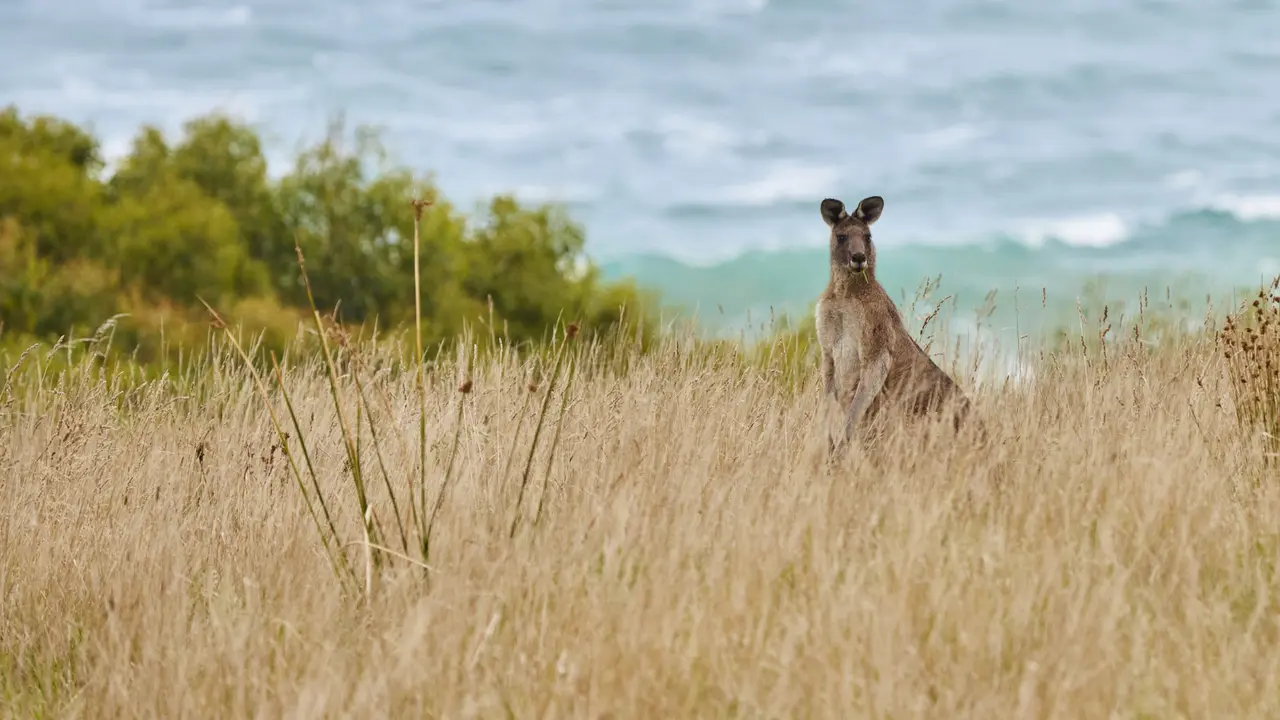 Wildlife Wonders