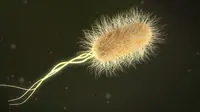 Bakteri yang Terdapat Pada Uang. (Sumber: liputan6.com)
