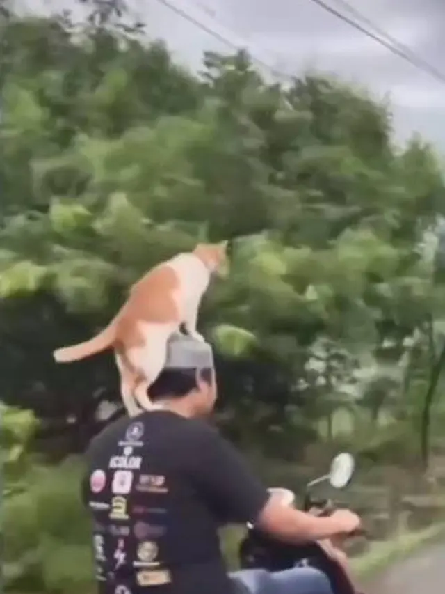 7 Potret Nyeleneh Orang Jalan-Jalan Bareng Kucing Ini Kocak Banget