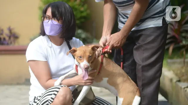 Vaksinasi Rabies Gratis untuk Hewan Peliharaan