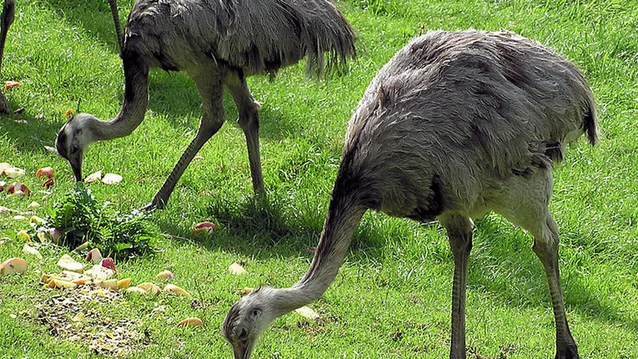 Burung Rhea (Wikipedia/Public Domain)
